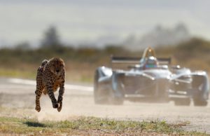 cheetah, Formula E