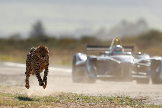 cheetah, Formula E